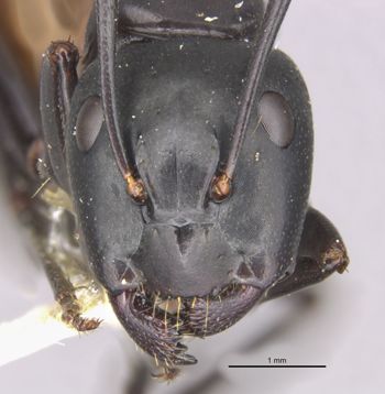 Media type: image;   Entomology 28808 Aspect: head frontal view